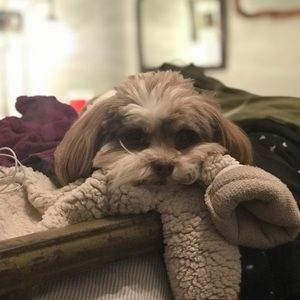 My Poshmark posting assistant, Moose 💙🐶